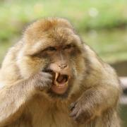 Magot ou Macaque de Barbarie ( Macaca sylvanus )