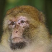 Magot ou Macaque de Barbarie ( Macaca sylvanus )