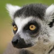 Maki Catta ( Lemur catta )