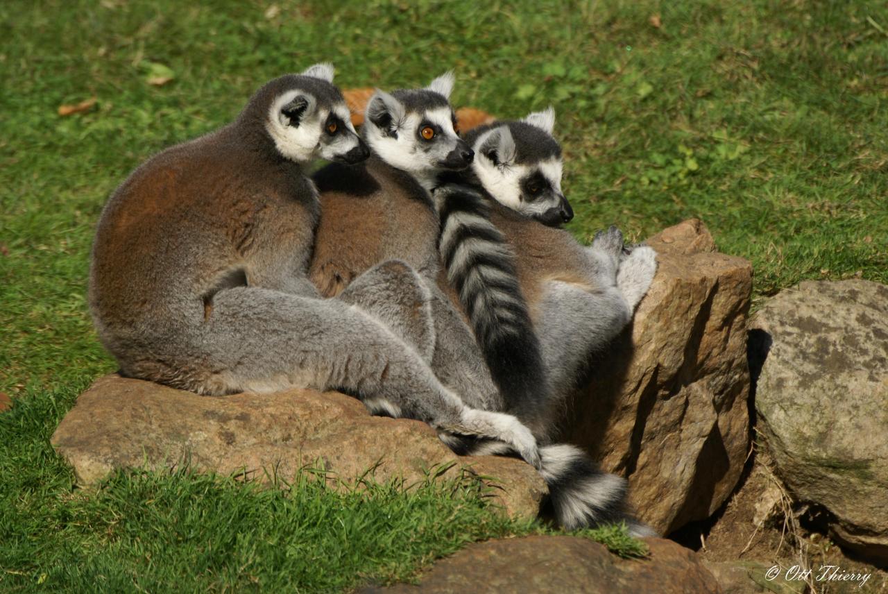 Maki Catta ( Lemur catta )
