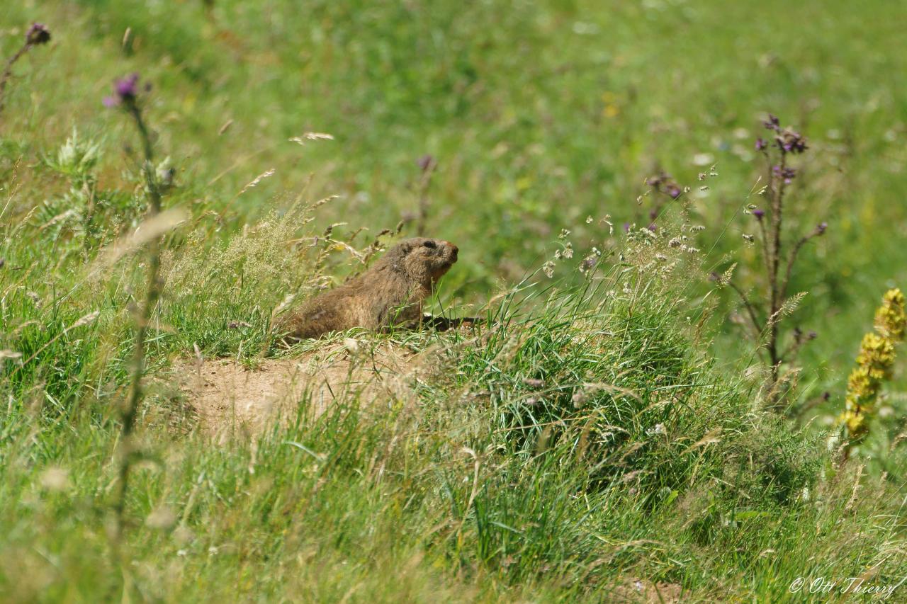 Marmotte des Alpes ( Marmota marmota )