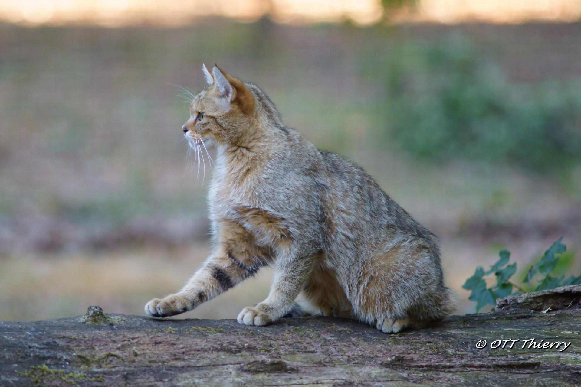 Chat Forestier ou C.Sylvestre ou C.Sauvage d'Europe ( Felis silvestris silvestris )