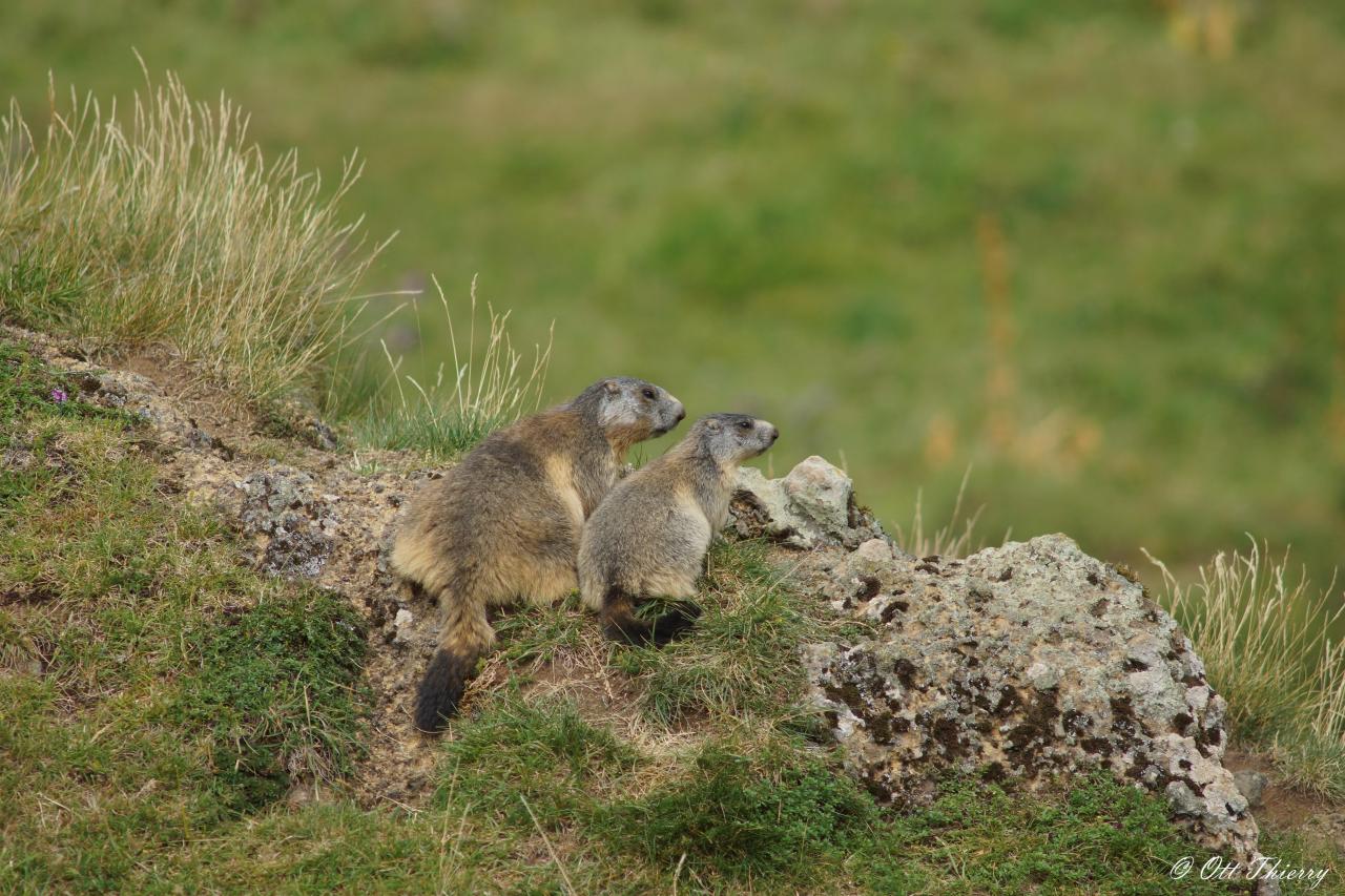 Marmotte des Alpes (Marmota marmota )