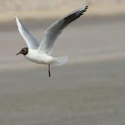 Mouette Rieuse ( Larus ridibundus )