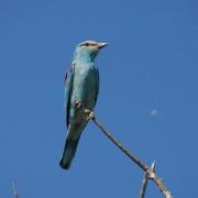 Rollier d'Europe (Coracias garrulus garrulus )