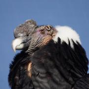 Condor des Andes ( Vultur gryphus )