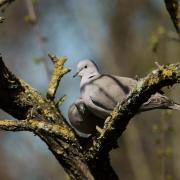 Tourterelle Turque ( Streptopelia decaocto )