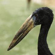 Bec-Ouvert Africain ( Anastomus lamelligerus )