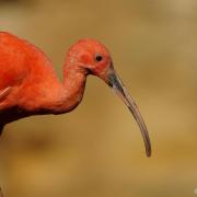 Ibis Rouge (Eudocimus ruber )