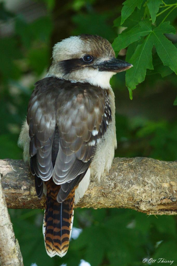 Kookaburra ou Martin-Chasseur Géant ( Dacelo novaeguineae )