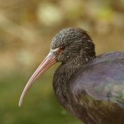 Ibis de Ridgway ( Plegadis ridgwayi )