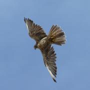 Faucon Sacre (Falco cherrug )