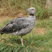 Chauna ou Kamichi à Collier ( Chauna torquata )