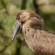 Ombrette Africaine ( Scopus umbretta )