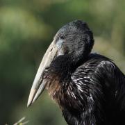 Bec-Ouvert Africain ( Anastomus lamelligerus )