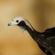 Pénélope à Gorge Bleue ( Pipile cumanensis )