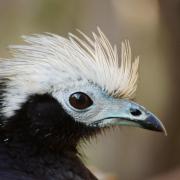 Pénélope à Gorge Bleue ( Pipile cumanensis )