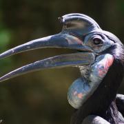 Calao Terrestre d’Abyssinie ou Bucorve d'Abyssinie ( Bucorvus abyssinicus )