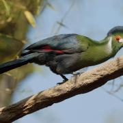Touraco à Joues Blanches ( Tauraco leucotis )