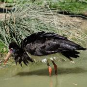 Cigogne d’Abdim ( Ciconia abdimii )