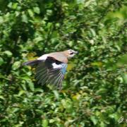 Geai des Chênes ( Garrulus glandarius )