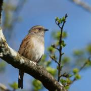 Accenteur Mouchet ( Prunella modularis )