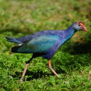 Talève ou Poule-Sultane (Porphyrio porphyrio)