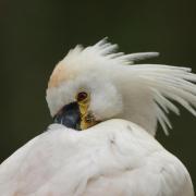 Spatule Blanche (Platalea leucorodia )