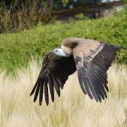 Vautour fauve (Gyps fulvus)