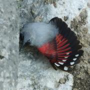 Tichodrome Echelette (Tichodroma muraria )