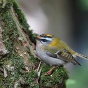 Roitelet Triple-Bandeau (Regulus ignicapilla)