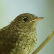 Rossignol Philomèle ( Luscinia megarhynchos )