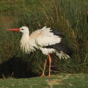 Cigogne Blanche ( Ciconia ciconia )
