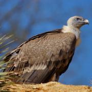 Vautour Fauve ( Gyps fulvus )