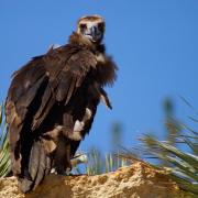 Vautour Moine (Aegypius monachus )