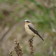 Traquet motteux (Oenanthe oenanthe)*