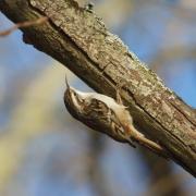 Grimpereau des Jardins ( Certhia brachydactyla )