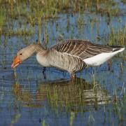 Oie Cendrée ( Anser anser )