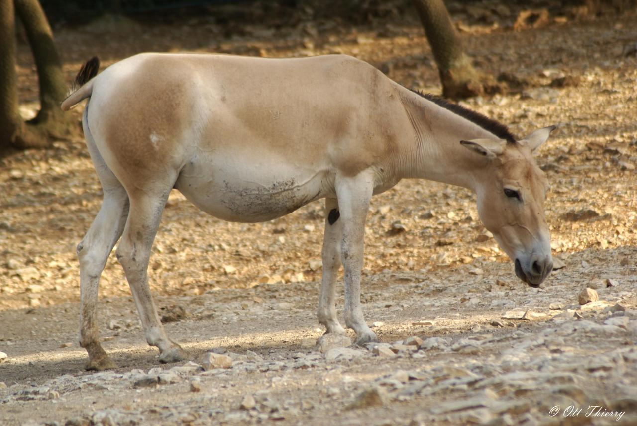 Onagre du Tibet ( Equus hemionus ssp )