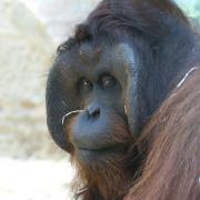 Orang-Outan de Bornéo ( Pongo pygmaeus pygmaeus )