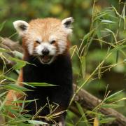 Panda Roux ( Ailurus fulgens )