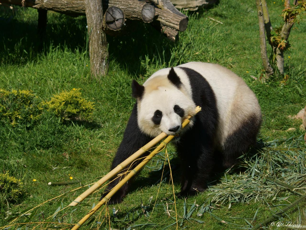 Panda Géant ( Ailuropoda melanoleuca )