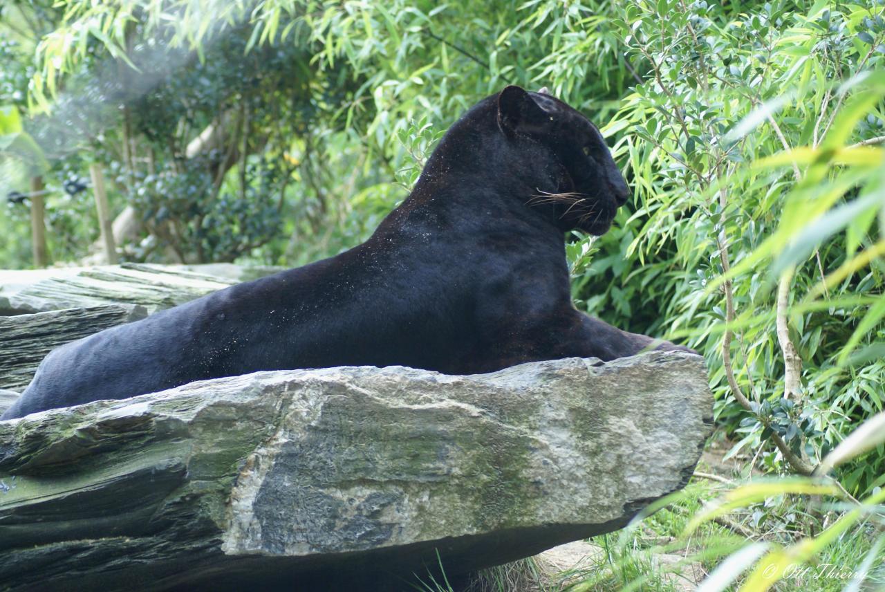 Panthère Noire ( Panthera pardus )