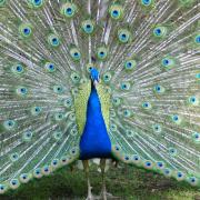 Paon Bleu ( Pavo cristatus )