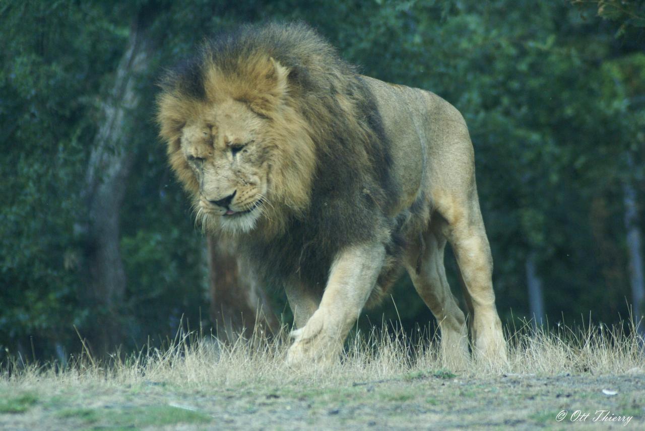 Lion ( Panthera leo )