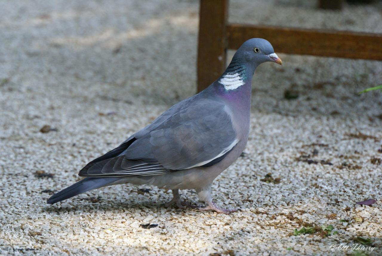 Pigeon Ramier ( Columba palumbus )