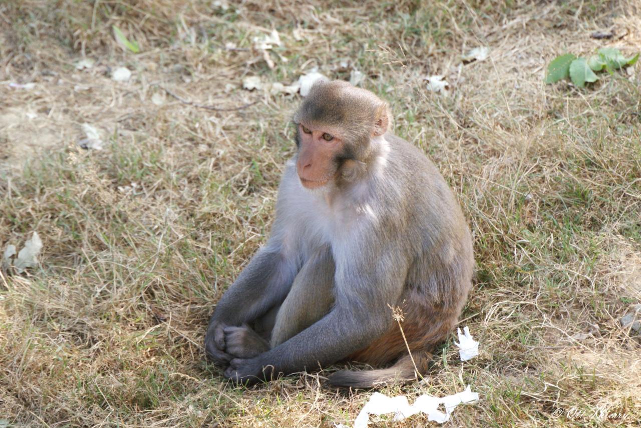 Macaque Rhésus ( Macaca mulatta )