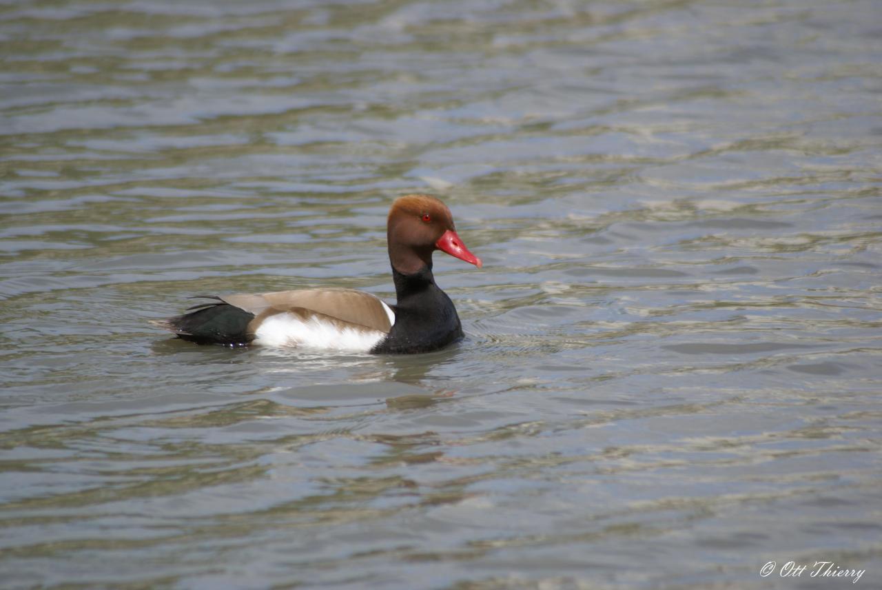 Nette Rousse ( Netta rufina )