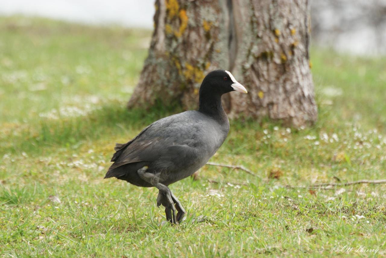 Foulque Macroule ( Fulica atra )