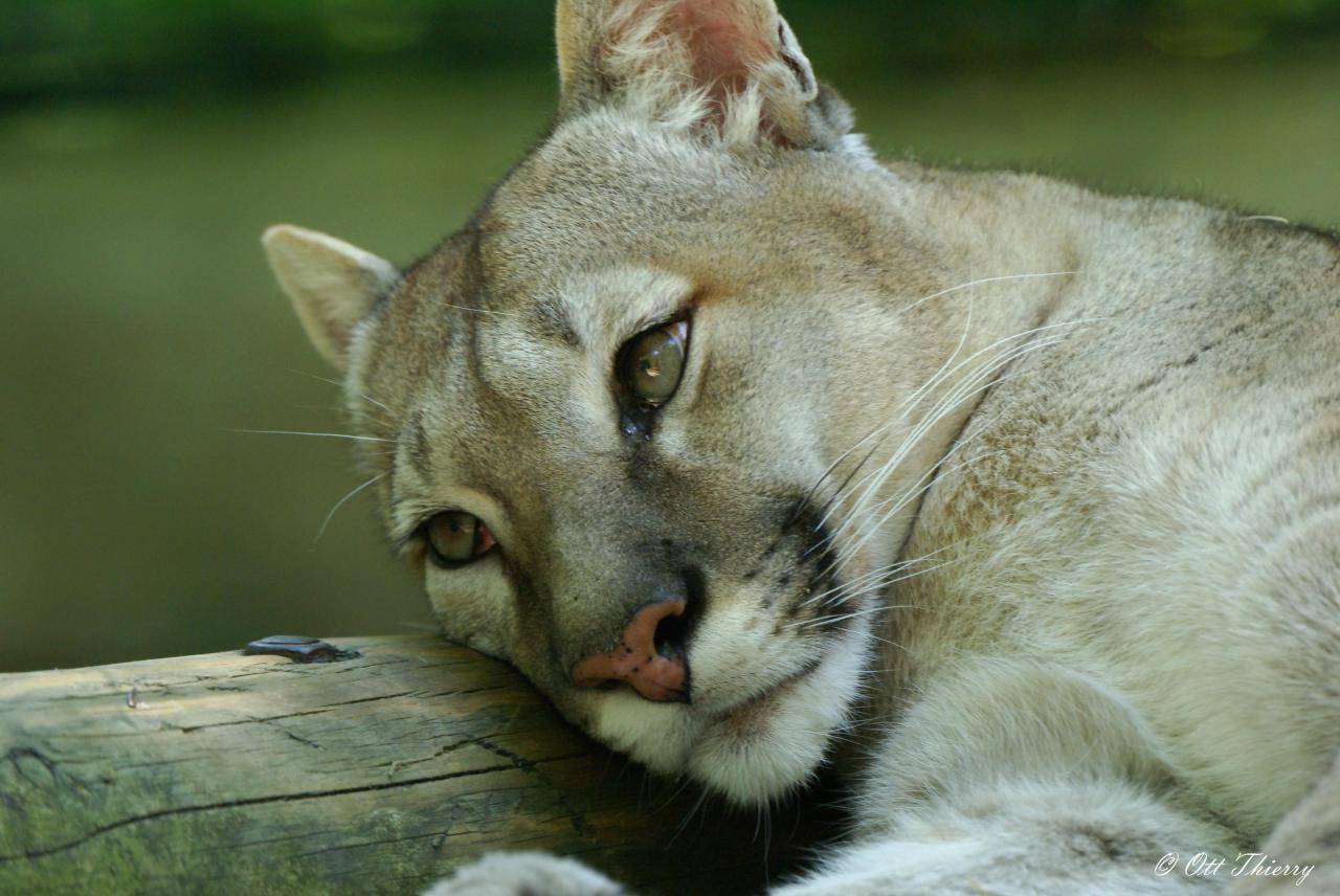 Puma ( Puma concolor )